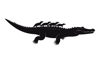 Fototapeta premium Mother alligator carrying hatchlings on its back