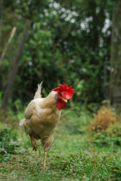Rooster standing on one leg in green grass