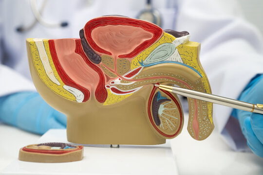 Male reproductive system, Asian doctor holding human anatomy model.
