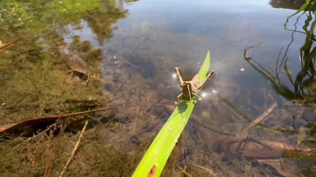 Brown grasshopper (Acrididae) perched on a green reed leaf above shallow pond water with algae and sunlight sparkles, filmed in macro on a bright summer day