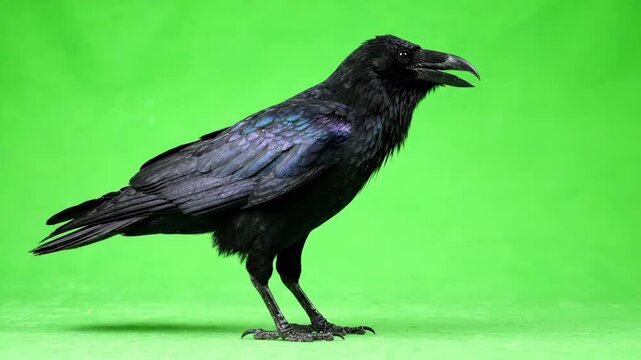 Majestic black raven walking slowly across a bright green screen background with smooth feathered movements and sharp beak details