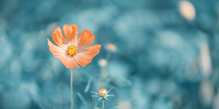 Orange cosmos flower on abstract blue background outdoors, beautiful floral banner