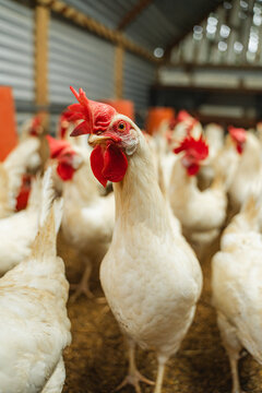 White chickens in a henhouse of a commercial poultry farm.