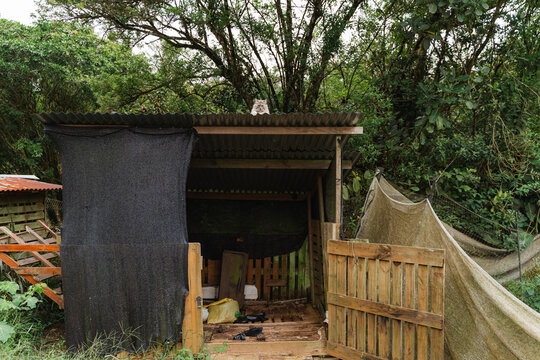 Cat resting on shed roof in forest backyard