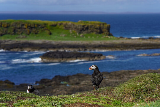 Atlantic puffin on the isle of Lunga in Scotland. The puffins breed on Lunga, a small island of the coast of Mull.