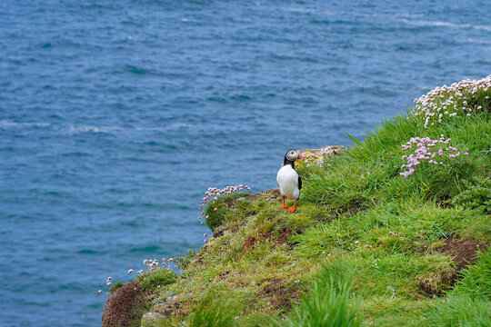 Atlantic puffin on the isle of Lunga in Scotland. The puffins breed on Lunga, a small island of the coast of Mull.