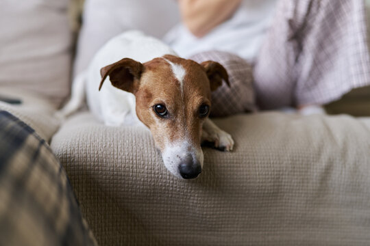 Relaxed Jack Russell Dog Lying on Sofa Beside Person at Home