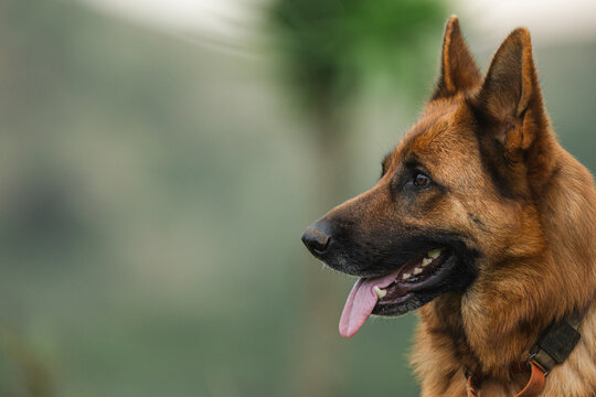 German shepherd dog looking right with tongue out