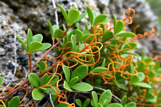Bright orange parasitic California dodder vine grows over green shrub leaves. Thin tendrils of Cuscuta plant entangle bush foliage in rocky wild habitat. Nature scene shows botanical relationship