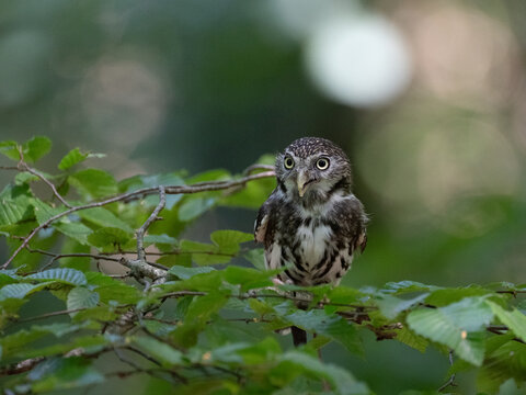 Eule, Eulen, Tier, Tiere, Greifv&ouml;gel, Vogel, V&ouml;gel, Falknerei