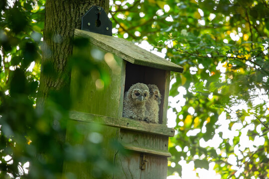 Two tawny owl chicks sitting on the perch of their nest box