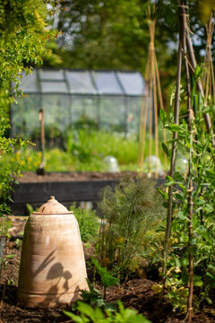 Vegetable garden with greenhouse and rhubarb forcing jar.