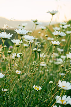 Charming cottagecore style field of daisies in the countryside