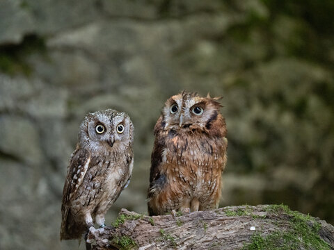 Eule, Eulen, Tier, Tiere, Greifv&ouml;gel, Vogel, V&ouml;gel, Falknerei