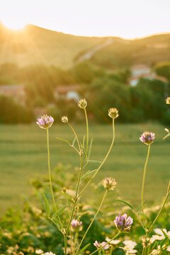Wild purple flowers growing in a meadow at sunset
