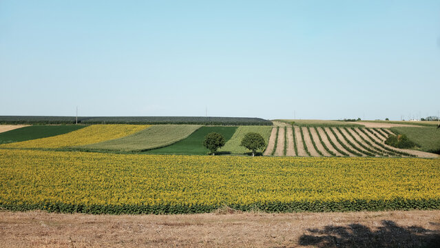 sunflowers fields