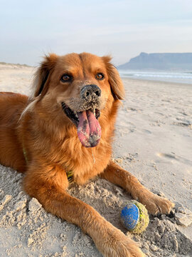 Happy beach dog portrait