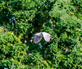  black-crowned night heron mid flight  © Aleksadar