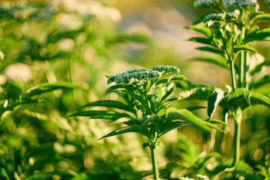 Delicate elderberry flowers under warm golden sunlight