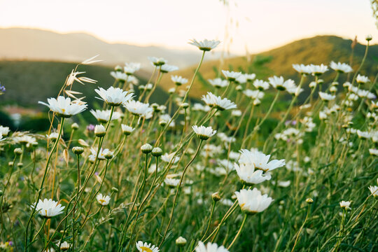 Beautiful daisy flowers texture background for creative design