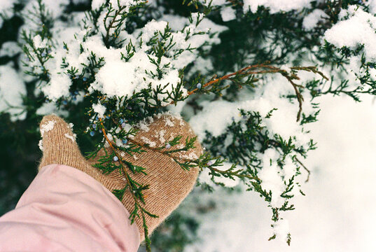 Hand in knitted mitten touching the snow-covered tree.