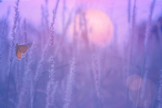 
Butterfly on grass meadow at sunrise, calm purple pastel nature background with copy space