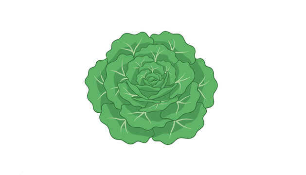 Single head of fresh round green lettuce featuring detailed layered leaves for cooking healthy salads and vegetable dishes.