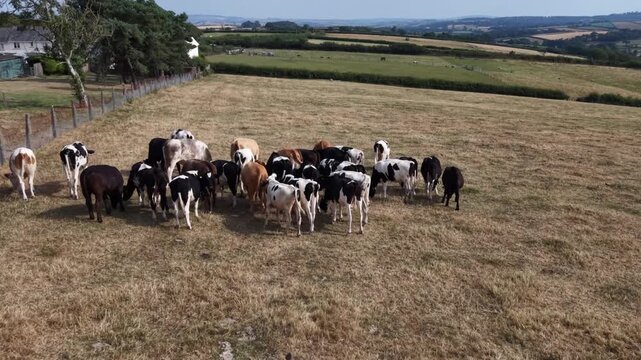 Farming cattle in Cornwall