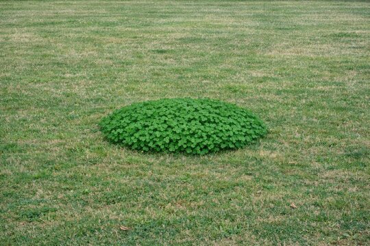 A small patch of green grass in the middle of a field, surrounded by dry earth and wildflowers