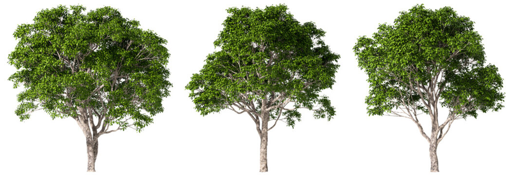 Forested serenity green trees environmental set isolated backgrounds 3d rendering png