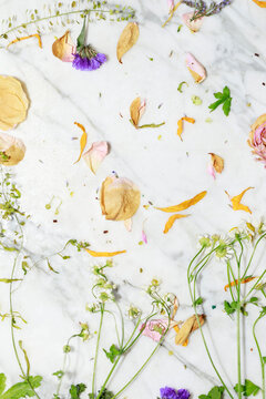 Flowers and Petals Scattered on a Marble Surface 