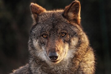 Wolf Wild Canids © 智勤 何