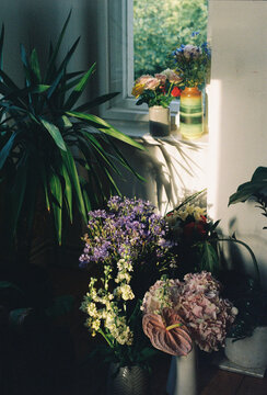 Sunlit Indoor Flowers And Houseplants
