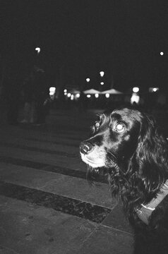 Dog on the Street at Night