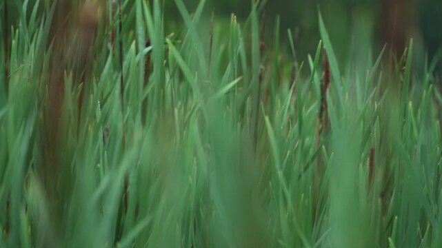 Immersive close-up of lush marsh vegetation and cattails gently swaying with water droplets on the leaves.