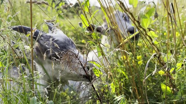 Small goats graze peacefully on a green meadow in a sunny summer day. They nibble fresh grass under bright daylight, creating a calm rural scene filled with warmth and natural charm. Slow motion