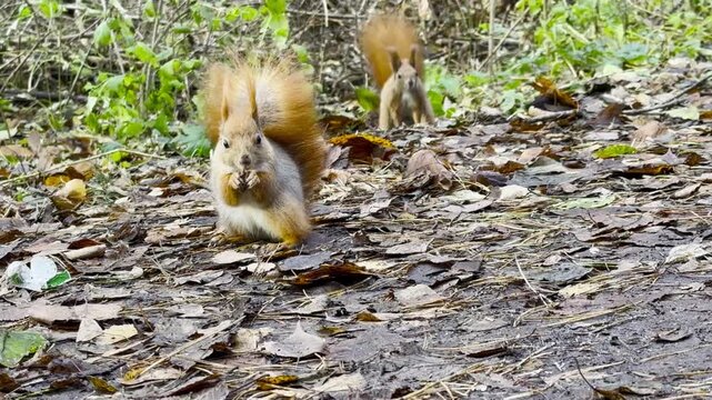Cute brown rodent eating found walnuts at summer park. Wild fluffy squirrel gnawing nuts at sunny forest. Pretty small sciurus chewing food outdoor. Concept of wildlife