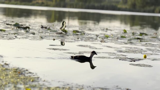 Small black duck swims alone on calm lake during sunset. Warm golden light reflects on the water surface, creating peaceful atmosphere and highlighting the gentle movement of bird in natural setting