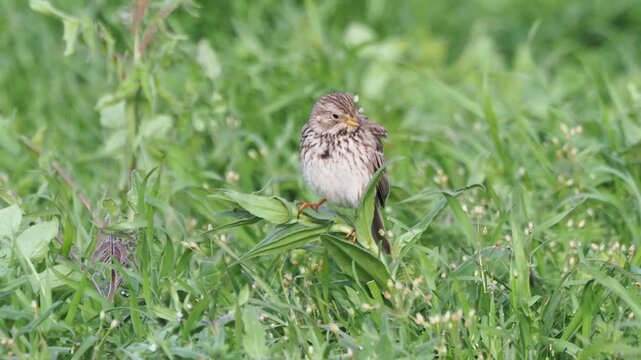 Corn bunting (Emberiza calandra) singing on a meadow plant before taking flight in April