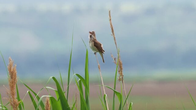 Great reed warbler (Acrocephalus arundinaceus) singing on common reed in wetland habitat