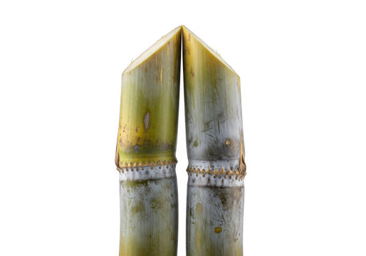 Two pieces of sugarcane stalks isolated on transparent background