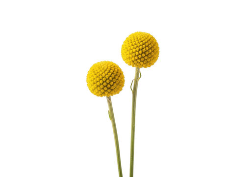 Two yellow craspedia flowers, also known as billy buttons or drumstick flowers, isolated on transparent background