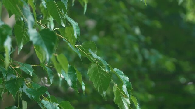 Green forest branches of a broadleaf tree