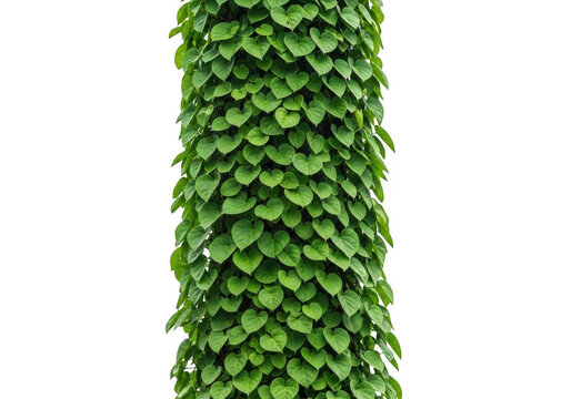 A vertical pillar or tree trunk completely covered in lush green heartshaped leaves, isolated on transparent background