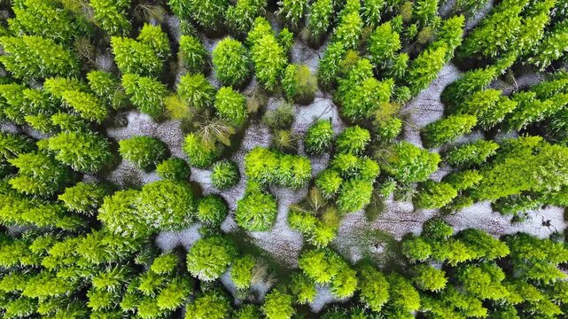 Aerial view of a dense green pine forest covered with light snow. Ideal for nature, environment, season, and winter background concepts.