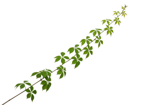 Single vine branch with green leaves isolated on transparent background