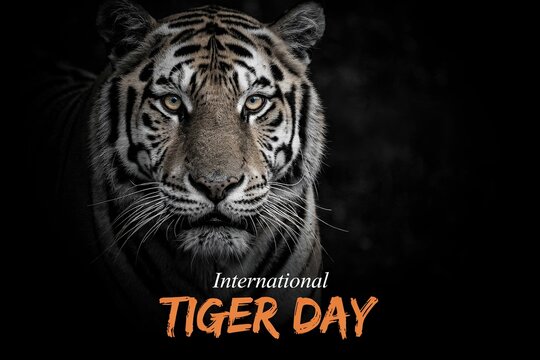 International Tiger Day: High-contrast wildlife photography urging save our tigers save our pride awareness message.