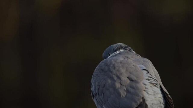Woodpigeon sits on a house roof and looks attentively, portrait, spring, lower saxony, (columba palumbus), germany