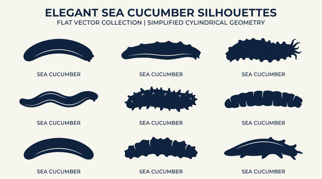 Flat Vector Holothuroidea Collection with Simplified Cylindrical Geometry Shapes