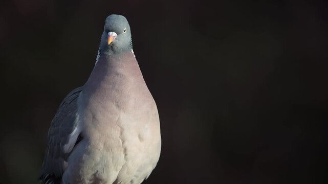 Woodpigeon sits on a house roof and looks attentively, portrait, spring, lower saxony, (columba palumbus), germany